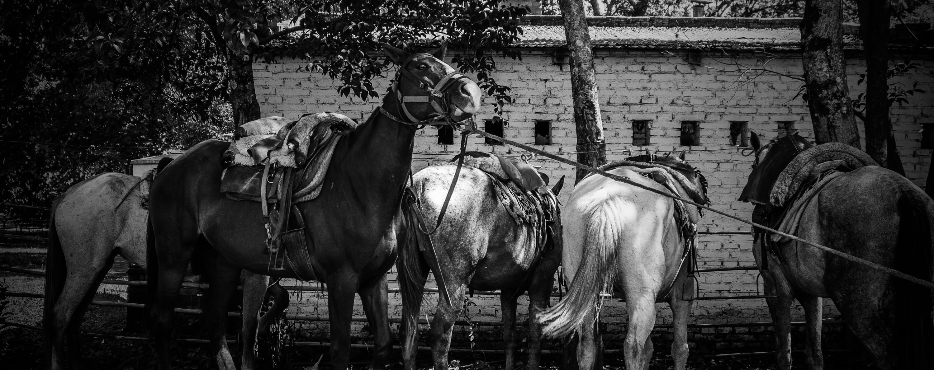 Horses, Sayta Charlie Winn